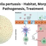 Bordetella pertussis - Habitat, Morphology, Pathogenesis, Treatment