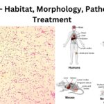 Brucella - Habitat, Morphology, Pathogenesis, Treatment