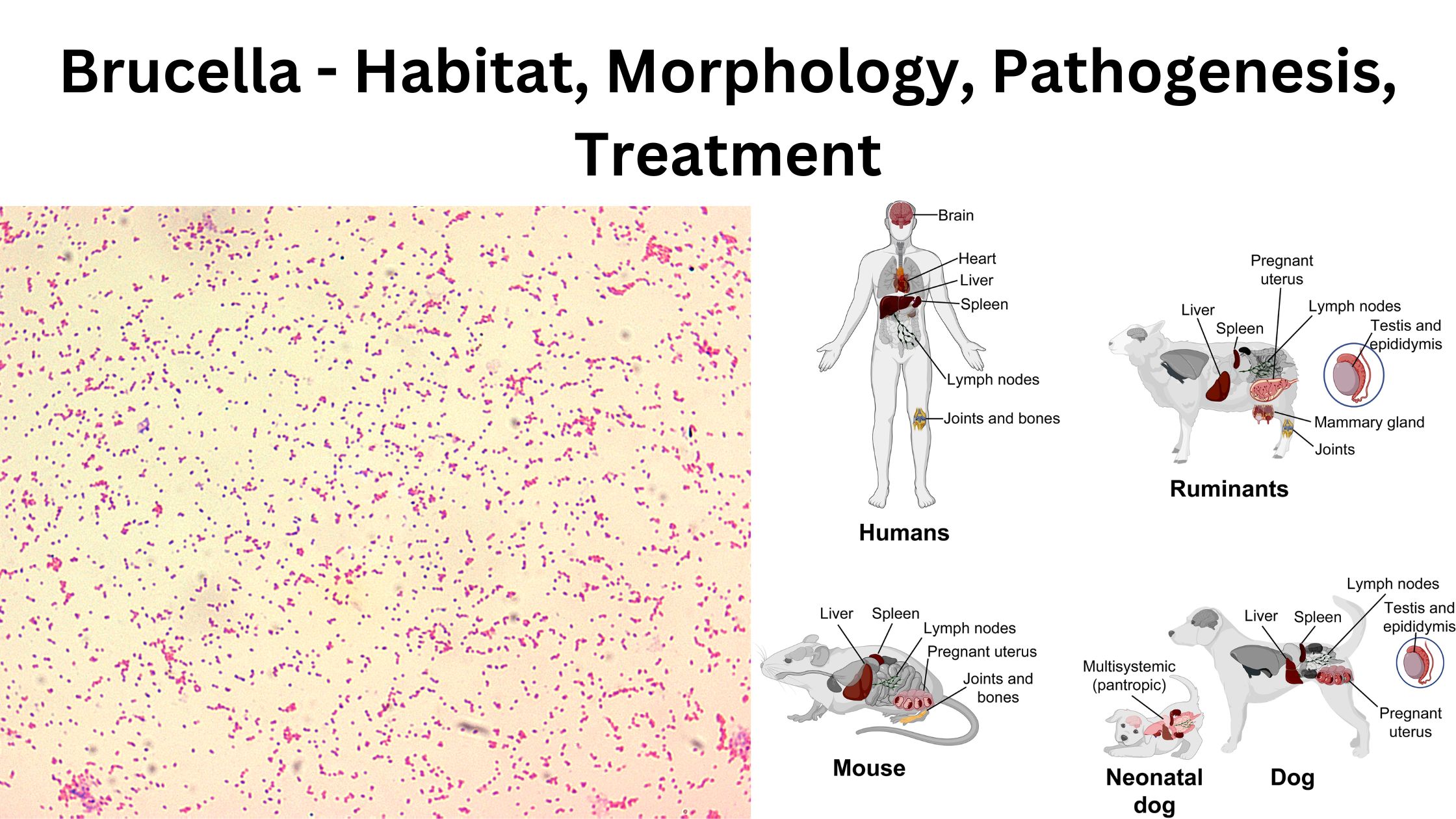 Brucella - Habitat, Morphology, Pathogenesis, Treatment