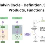 Calvin Cycle - Definition, Steps, Products, Functions