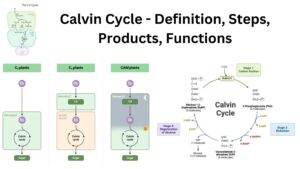Calvin Cycle – Definition, Steps, Products, Functions