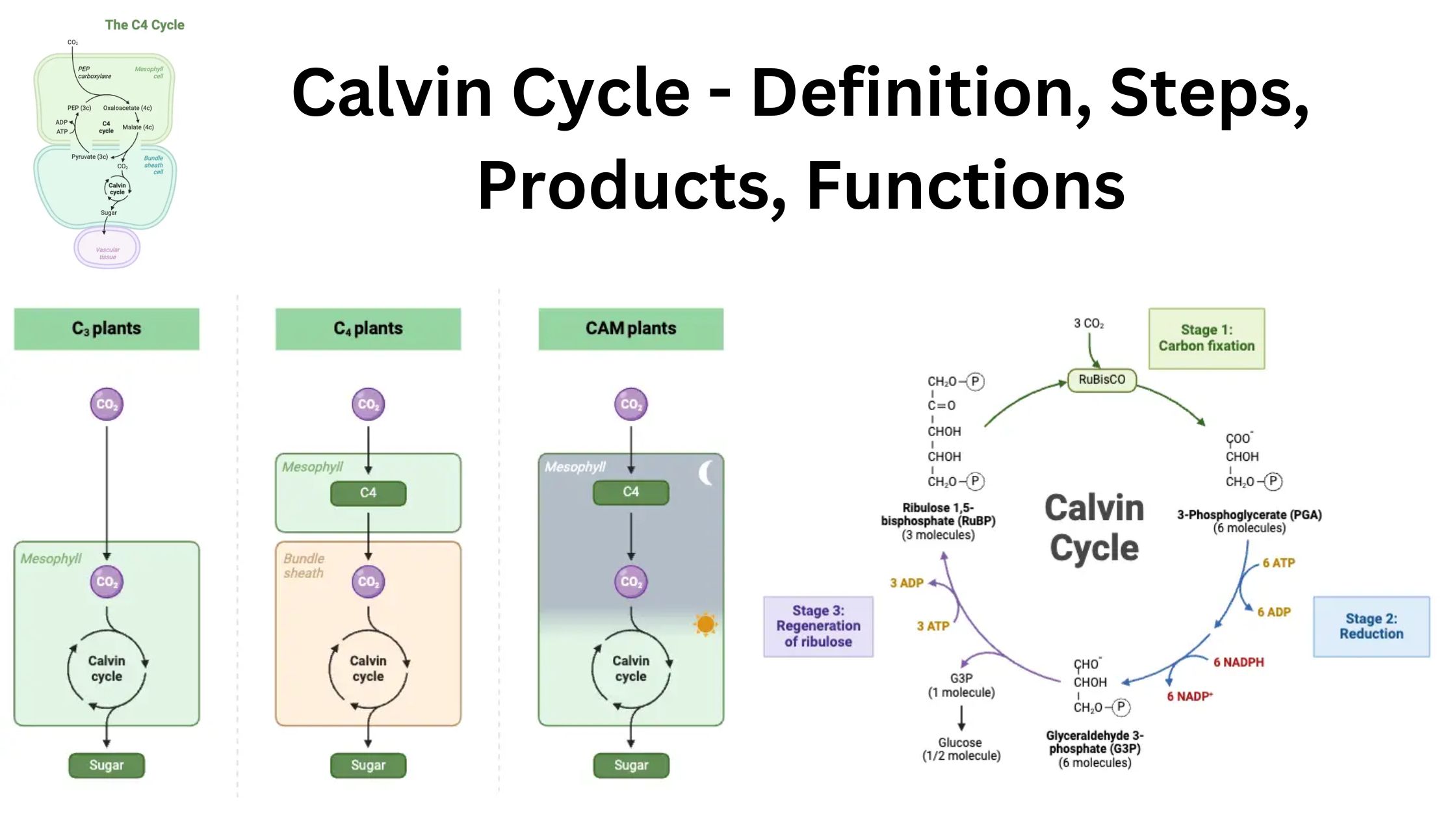 Calvin Cycle - Definition, Steps, Products, Functions