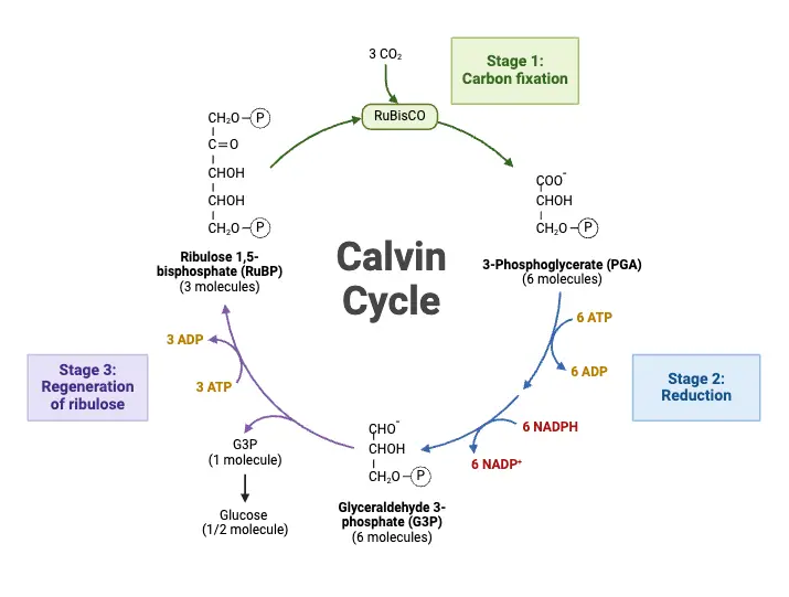 Calvin Cycle Diagram