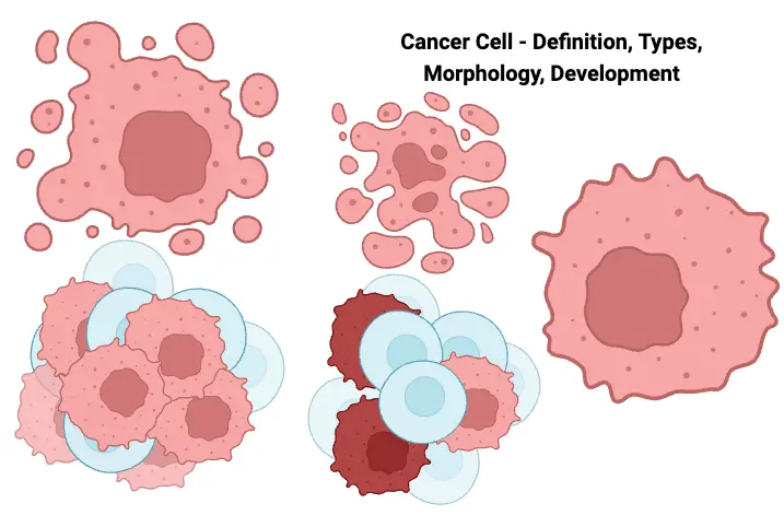 Cancer Cell - Definition, Types, Morphology, Development