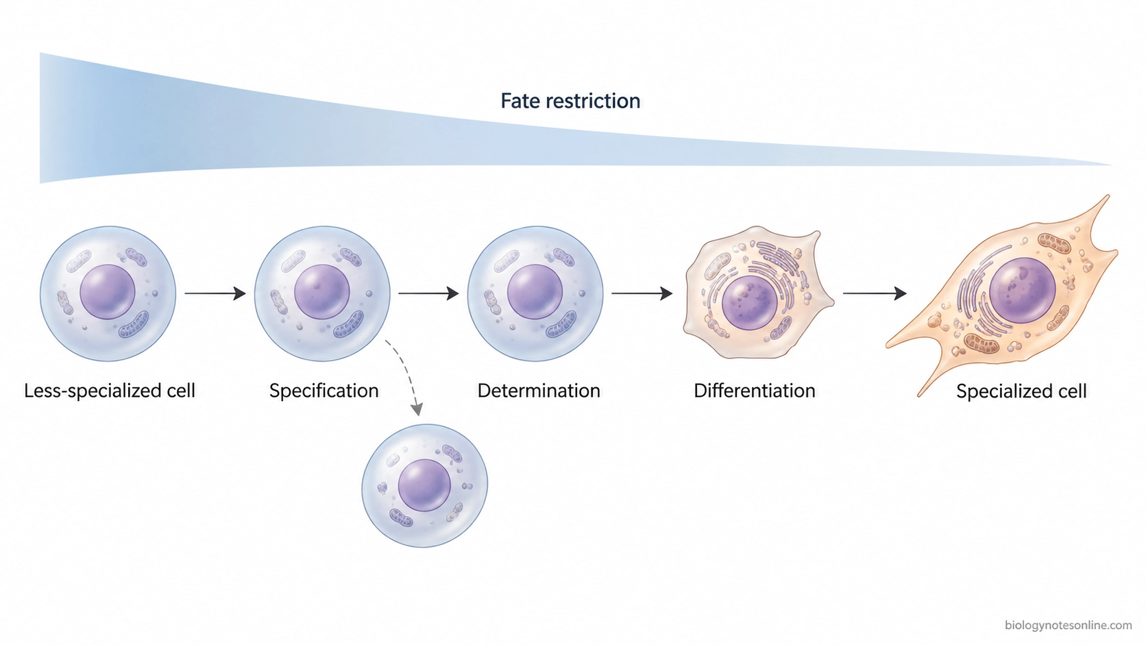 Progression from a less-specialized cell through specification, determination, and differentiation as developmental potential becomes increasingly restricted.