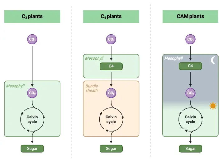 Comparison between C3, C4, and CAM Plants