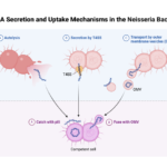 DNA Secretion and Uptake Mechanisms in the Neisseria Bacteria