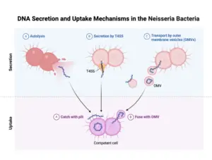 Neisseria gonorrhoeae – Pathogenesis, Diagnosis, Treatment