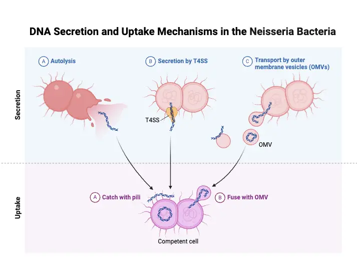 DNA Secretion and Uptake Mechanisms in the Neisseria Bacteria