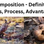 Decomposition - Definition, Types, Process, Advantages