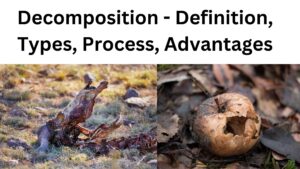 Decomposition – Definition, Types, Process, Advantages