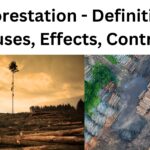 Deforestation - Definition, Causes, Effects, Control