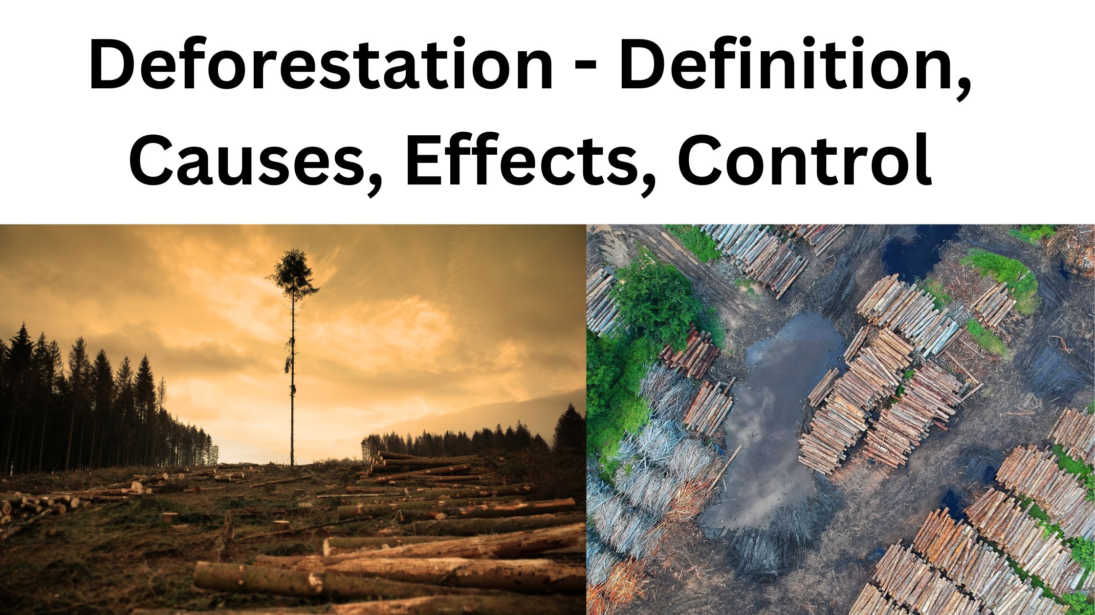 Deforestation - Definition, Causes, Effects, Control