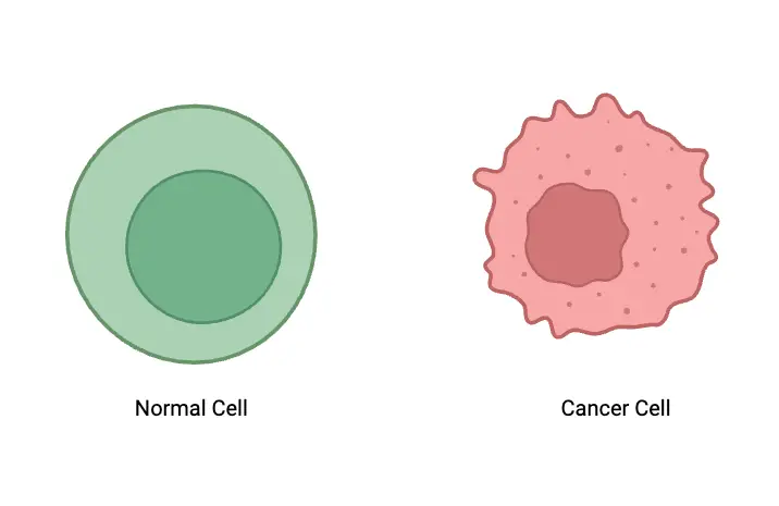 Differences Between Cancer Cells and Normal Cells - Cancer Cells vs. Normal Cells