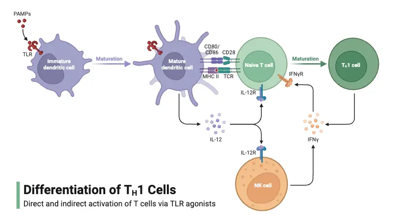 Differentiation of TH17 Cells - Indirect and direct activation of T cells by TLR agonists