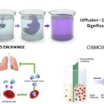 Diffusion - Definition, Causes, Significance, Examples