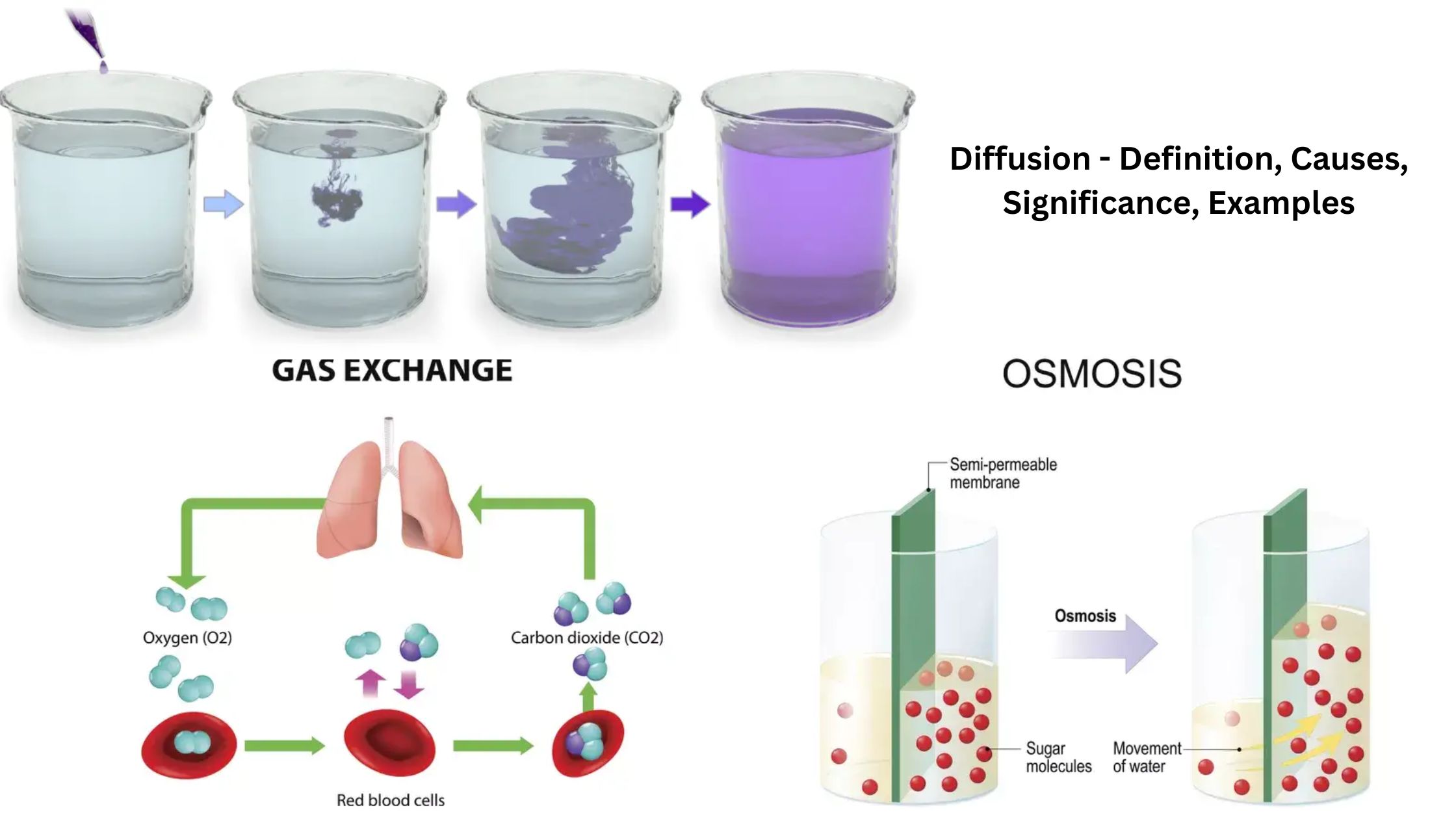 Diffusion - Definition, Causes, Significance, Examples