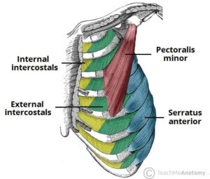 Identify, on diagrams and images, the ribs, internal and external intercostal muscles and the diaphragm