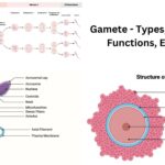 Gamete - Types, Formation, Functions, Examples