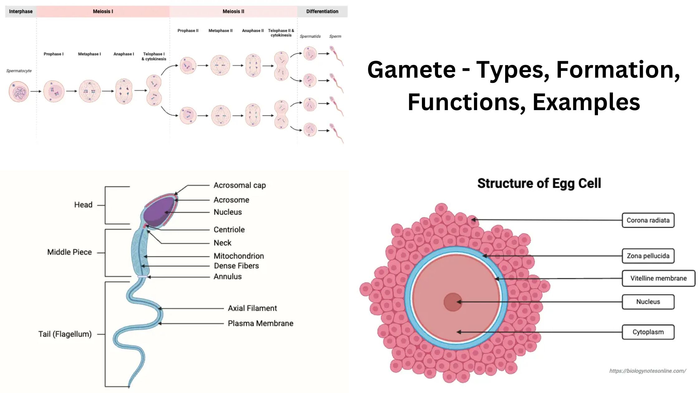 Gamete - Types, Formation, Functions, Examples