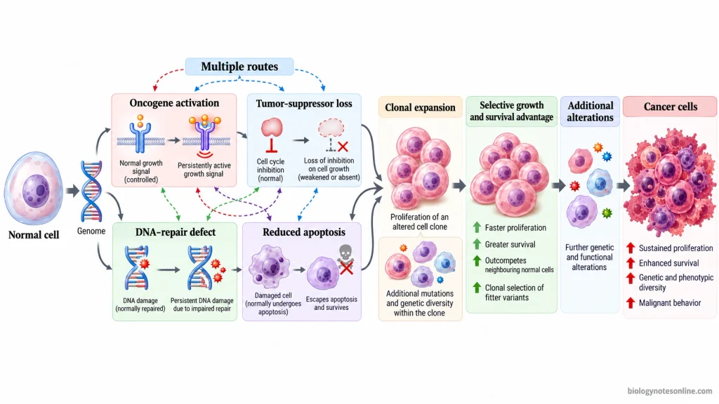 Multistep transformation from a normal cell to cancer cells through oncogene activation, tumor-suppressor loss, DNA-repair defects, reduced apoptosis, and clonal expansion.