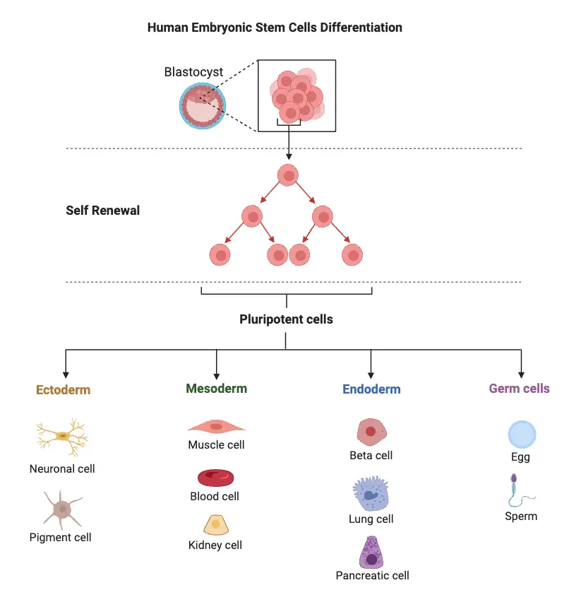 Human Embryonic Stem Cell Differentiation