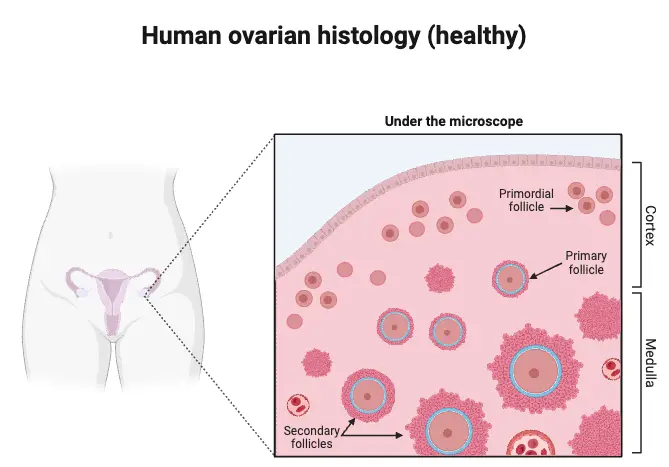 Human Ovary Anatomy (Healthy)