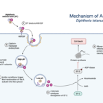 Mechanism of Action - Diphtheria Toxin