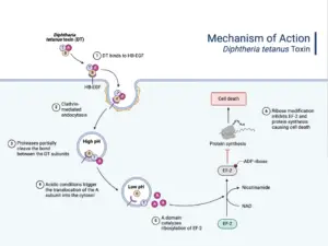 Corynebacterium diphtheriae – Morphology, Pathogenesis, treatment