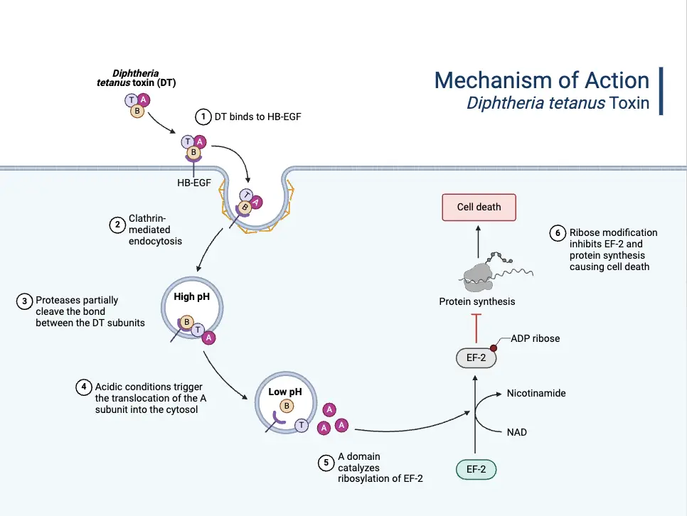 Mechanism of Action - Diphtheria Toxin