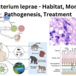 Mycobacterium leprae - Habitat, Morphology, Pathogenesis, Treatment