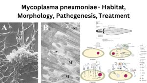 Mycoplasma pneumoniae – Habitat, Morphology, Pathogenesis, Treatment