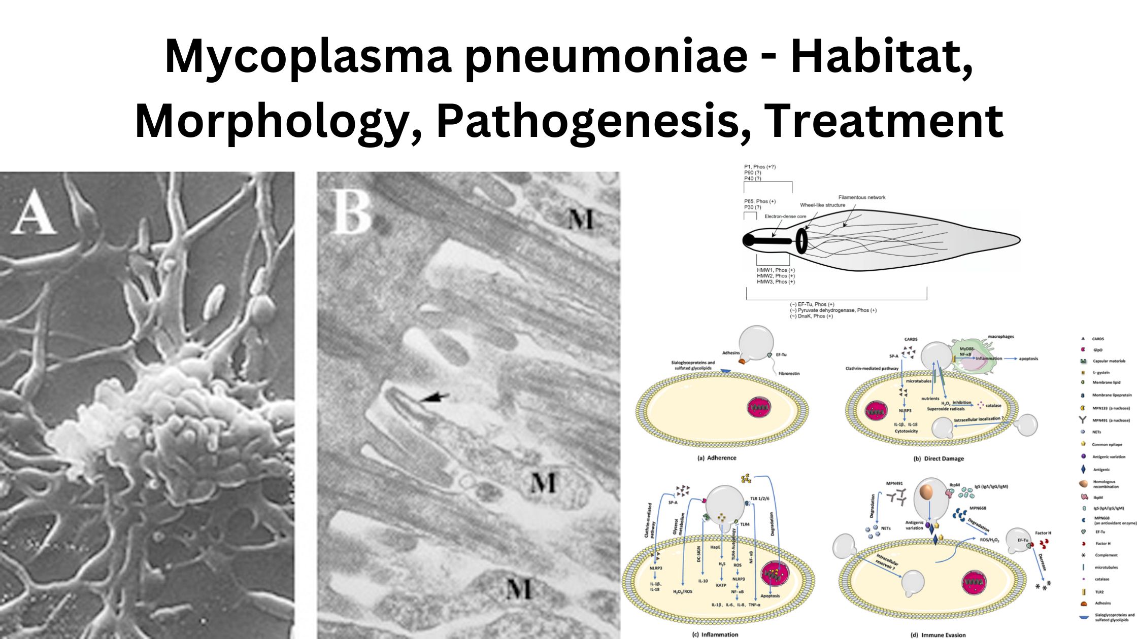 Mycoplasma pneumoniae - Habitat, Morphology, Pathogenesis, Treatment