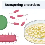 Nonsporing anaerobes - Definition, Classification, Examples, Diagnosis