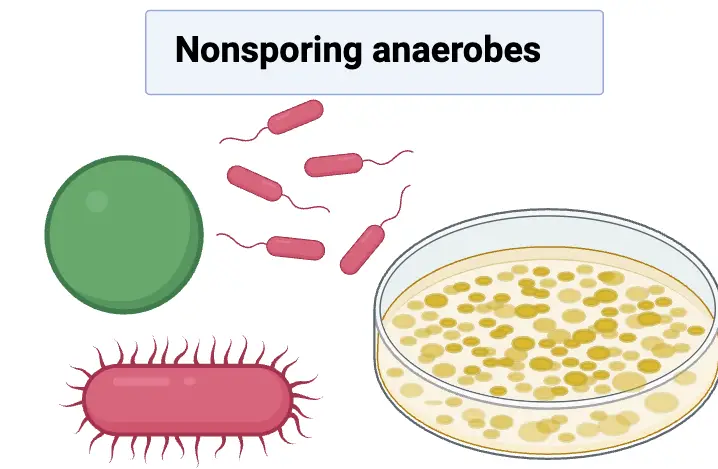 Nonsporing anaerobes - Definition, Classification, Examples, Diagnosis