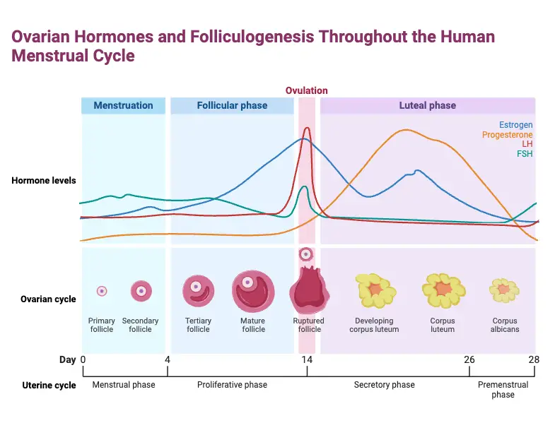 Ovarian Hormones Throughout the Menstrual Cycle