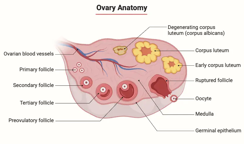 Ovary Anatomy