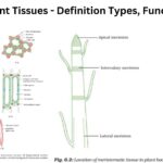 Plant Tissues - Definition Types, Functions