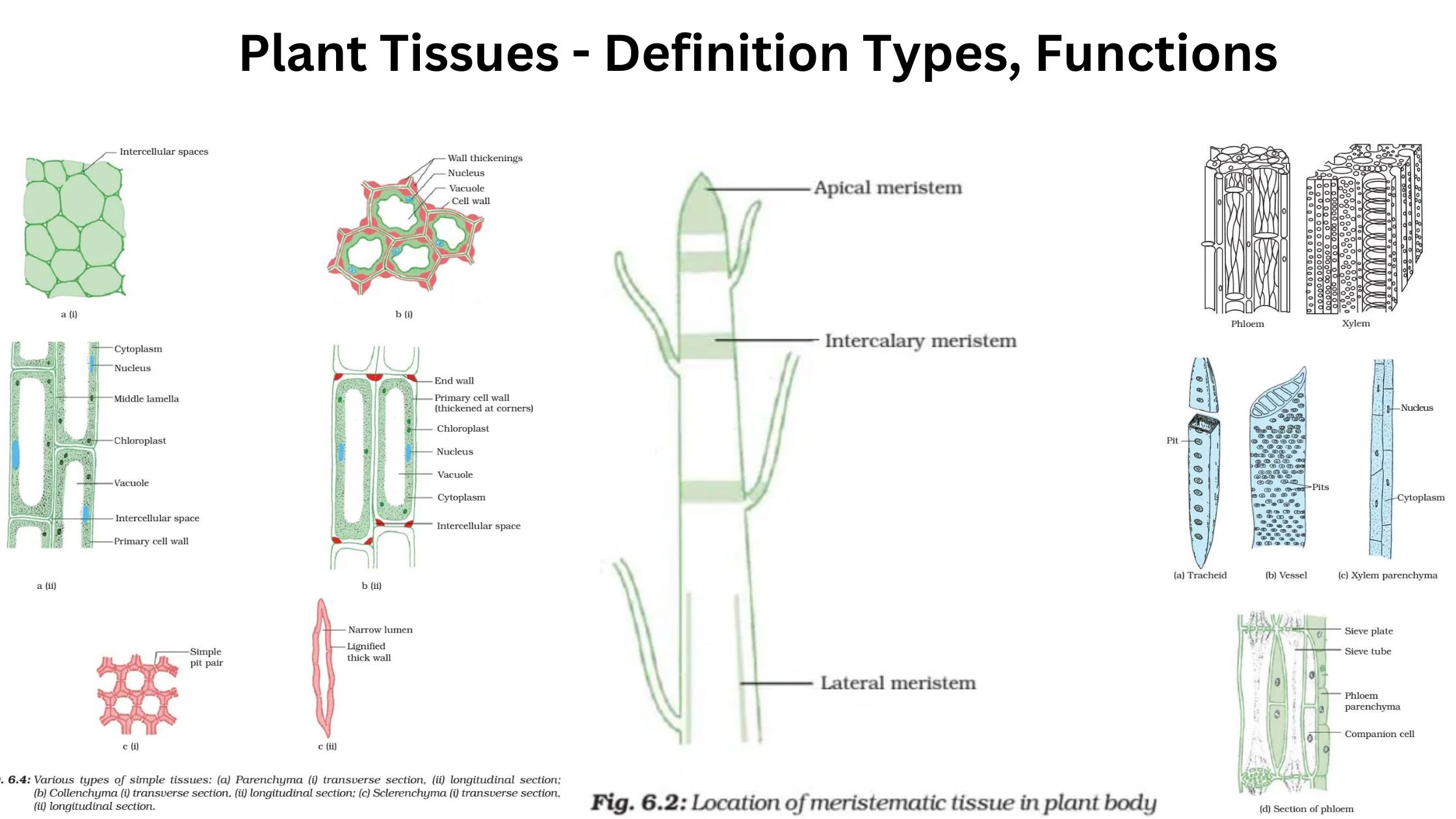 Plant Tissues - Definition Types, Functions