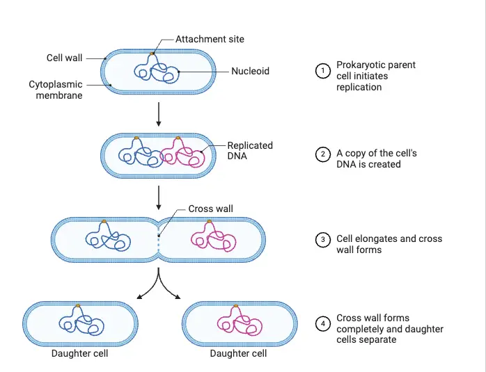 Prokaryotic Cell Division by Binary Fission