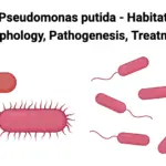 Pseudomonas putida - Habitat, Morphology, Pathogenesis, Treatment