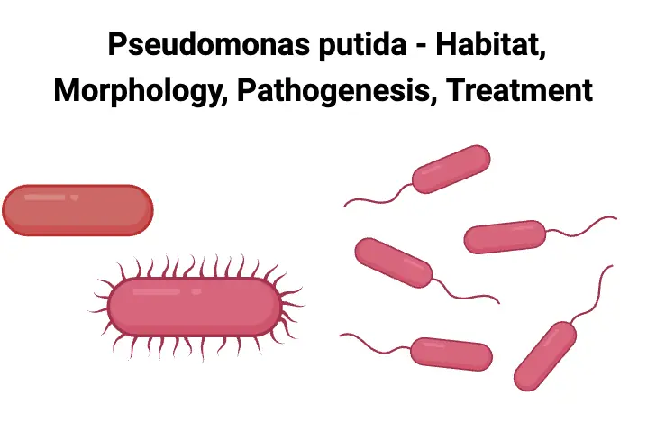 Pseudomonas putida - Habitat, Morphology, Pathogenesis, Treatment