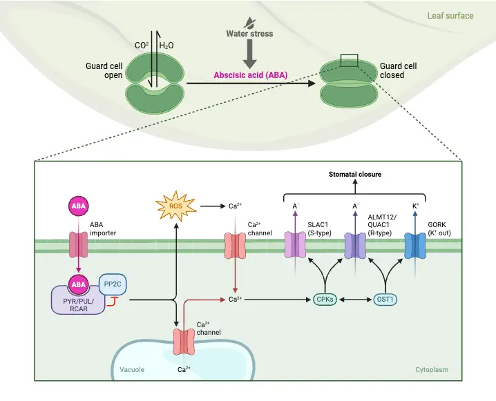 Regulation of Stomatal Conductance During Water Stress