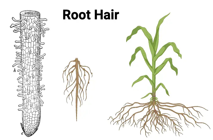 Root Hair Cells