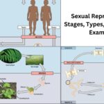 Sexual Reproduction - Stages, Types, Advantages, Examples