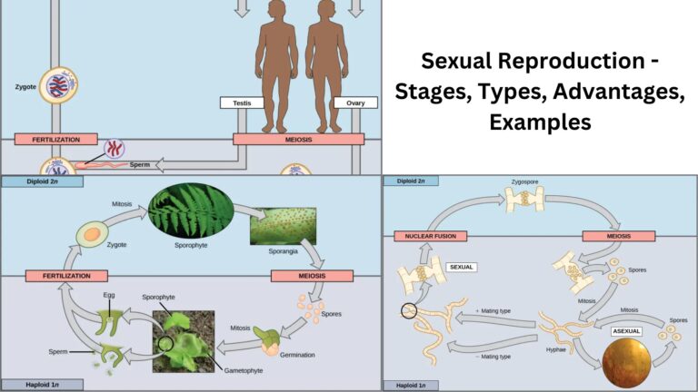 Sexual Reproduction - Stages, Types, Advantages, Examples