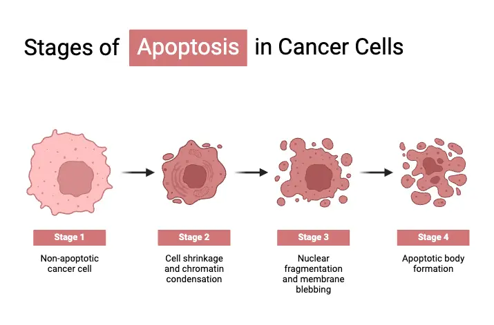 Stage of Apoptosis in Cancer Cells