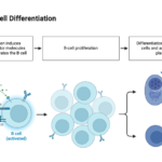 Steps in B-cell Differentiation