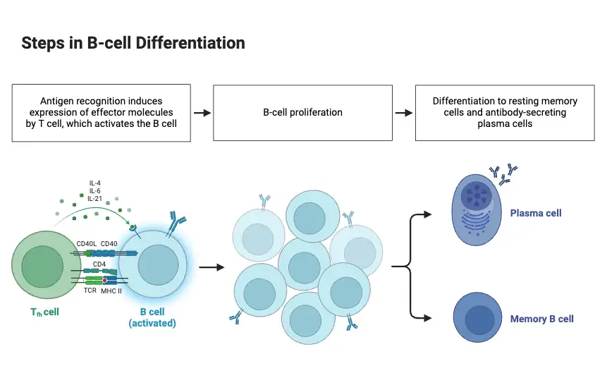 Steps in B-cell Differentiation