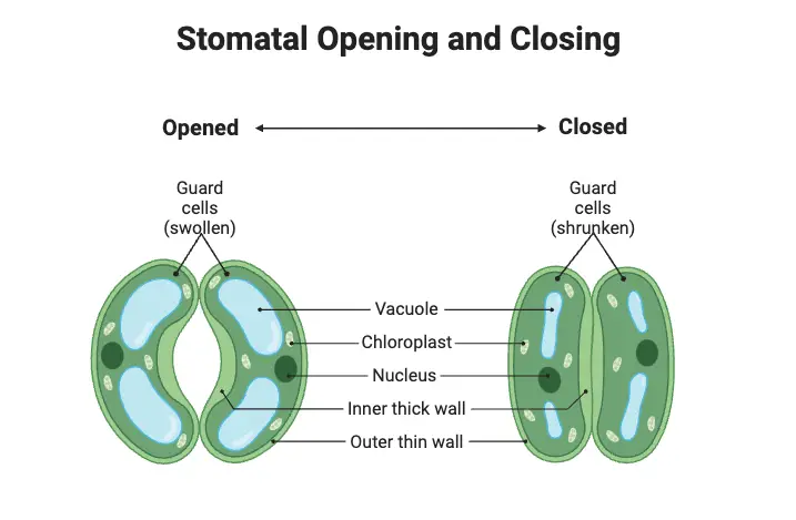 Stomatal Opening and Closing